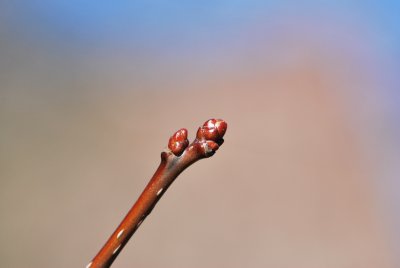 Crataegus crus-galli - hloh kuří noha - zimní pupeny